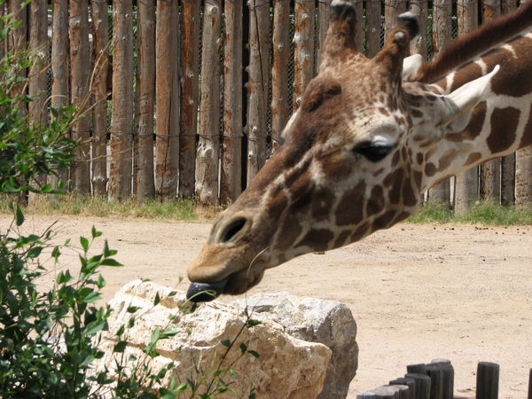 close giraffe