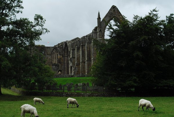 Sheep with Bolton Abbey