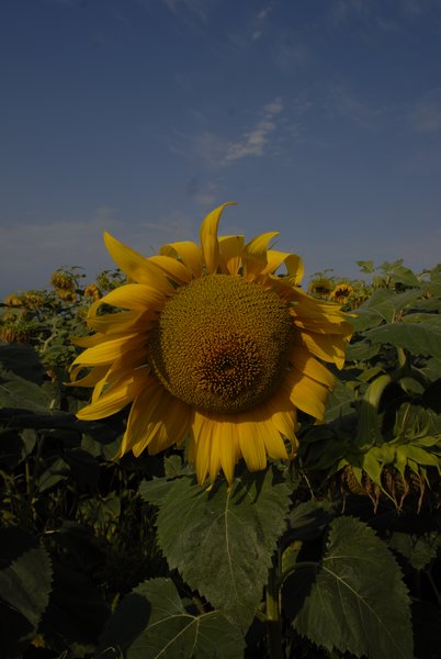 Mandatory Sunflower