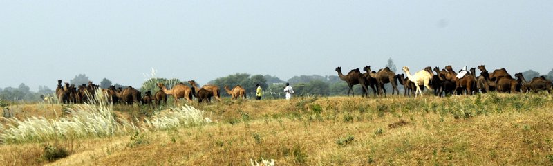 Camels on the way to Pushkar