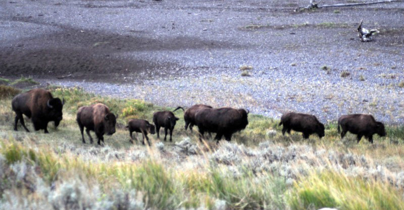 A Wet Day and the Bison on the Move