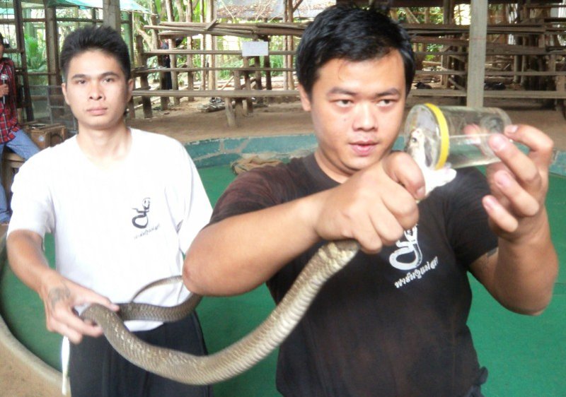 Milking the Cobra