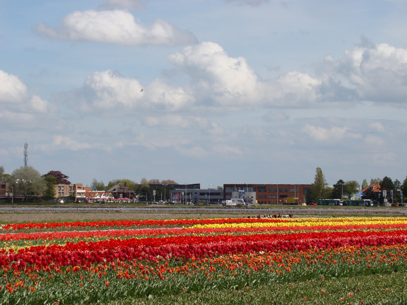 Tulip Fields in Keukenhof