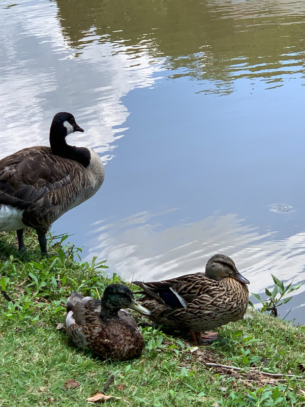 Ducks and Geese Mingle Together