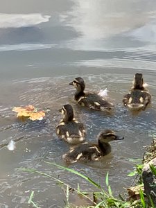 4 Baby Ducks