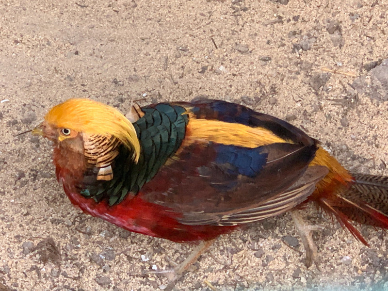 Colorful Pheasant