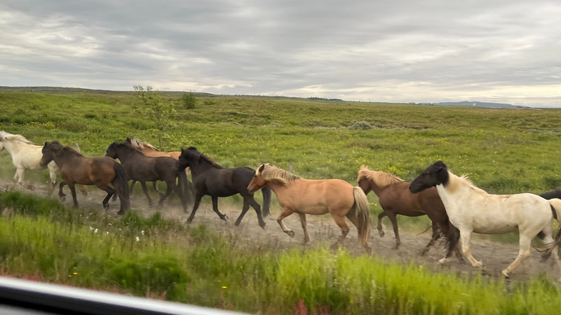 Icelandic horses everywhere