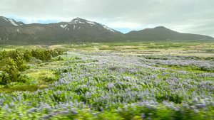 Lupins and Scenery