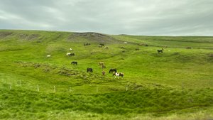 Icelandic Horses in Skagabyggo