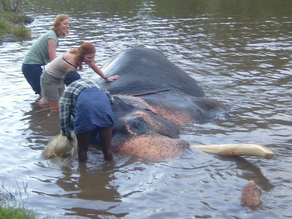 Elephant Washing!