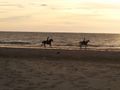 Cantering on the beach at Sunset