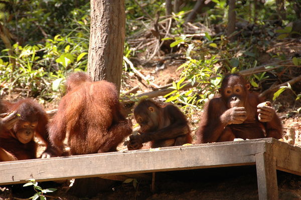 Some of the Orangutans we looked after