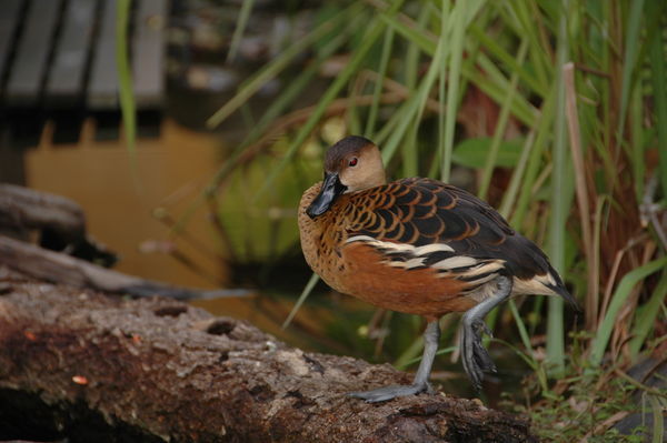 A Whistling Teal