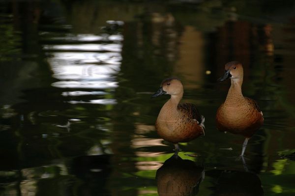 Two Whistling Teals