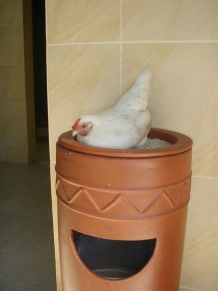 White Chicken in a Basket (ok Ash Tray)