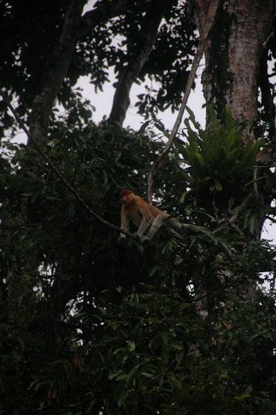 Proboscis Monkey 3