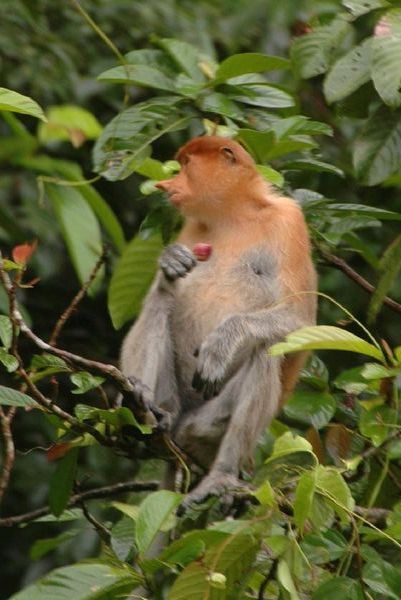 Proboscis Monkey (Little Nose!)