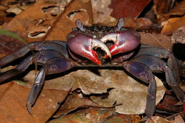 Mangrove Crab on Sentry Duty