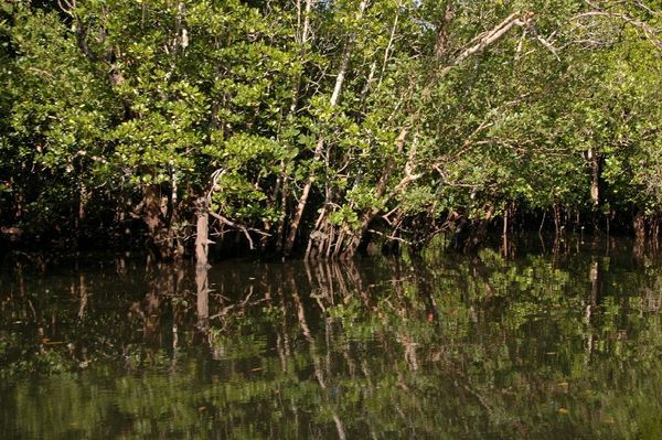 Sepilok Laut - The Mangroves