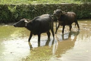 Water Buffalos - the docile ones!