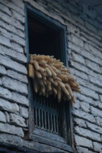 Corn on the...window sill!