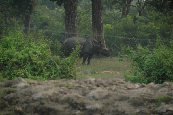 First and only sighting of a Rhino at Chitwan