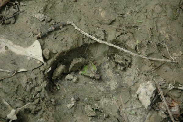 Rhino footprint