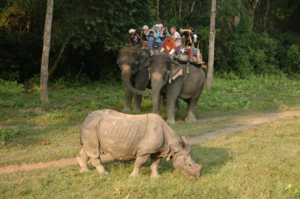 Rhino sighting from back of elephant