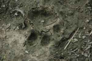 Only sighting of a tiger was its footprint