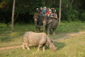 Rhino sighting from back of elephant