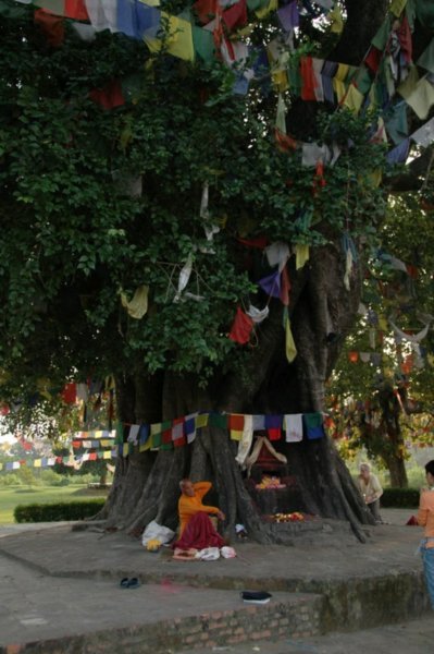 Bodha Tree
