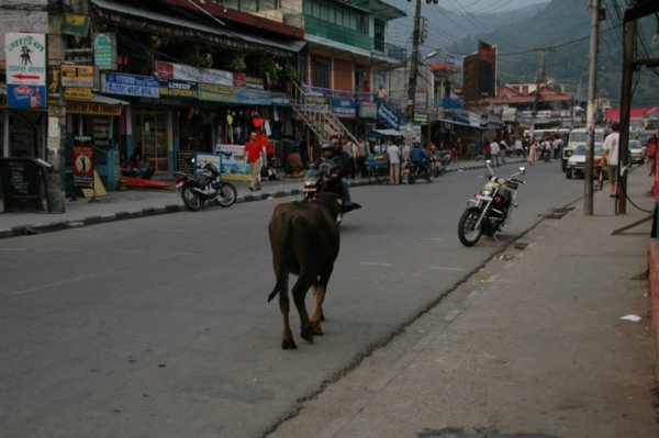 Holy Cow! Back to Pokhara streets for one last time