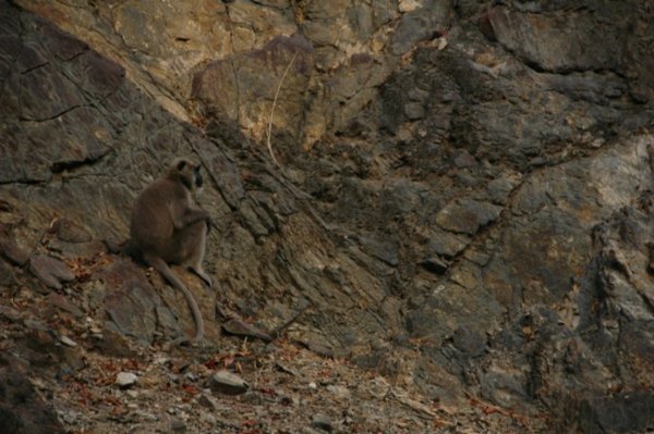 Monkey Business on the rocks