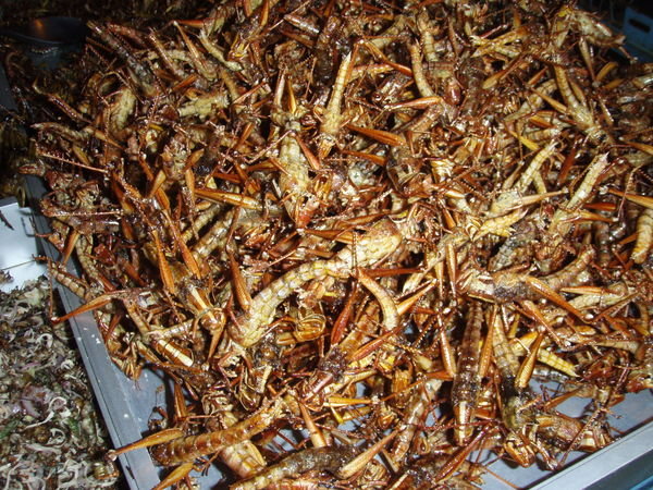 Candied Insects!