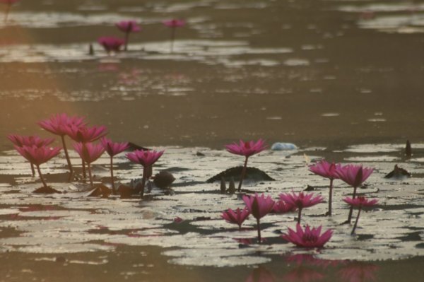 Water lilies at Angkor Wat