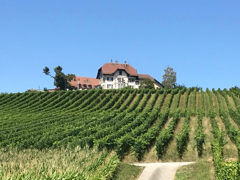 Vineyards along the Lake of Geneva