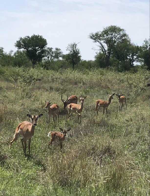 Impalas (Antelopes)