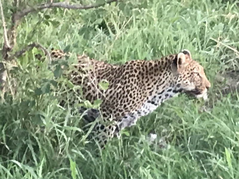 Leopard at dinner