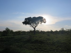 Arcadia tree