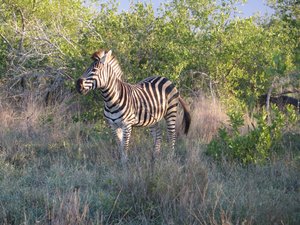 Zebras are numerous 