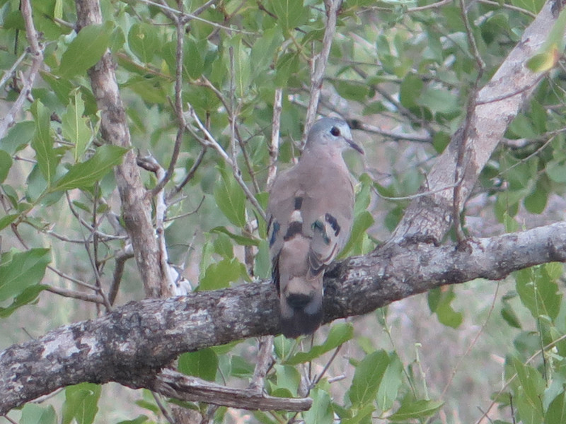 Emerald Spotted Wood Dove
