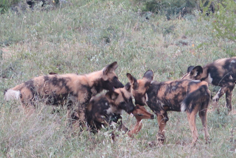 African Wild Dogs band