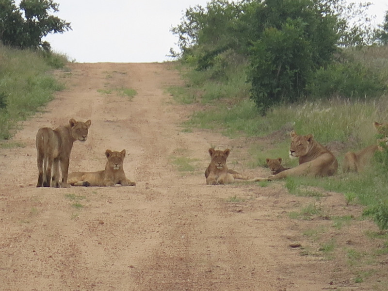 Lions traffic jam