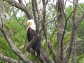 proud fish eagle