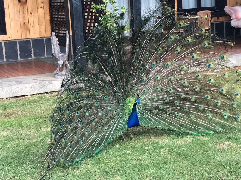 Good morning Peacock