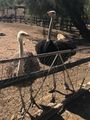 Cango Ostrich Farm