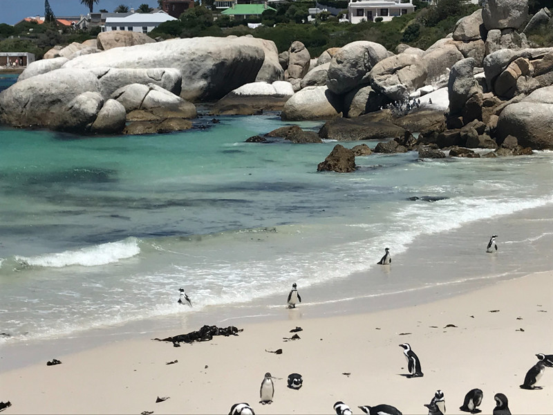 African Penguins 