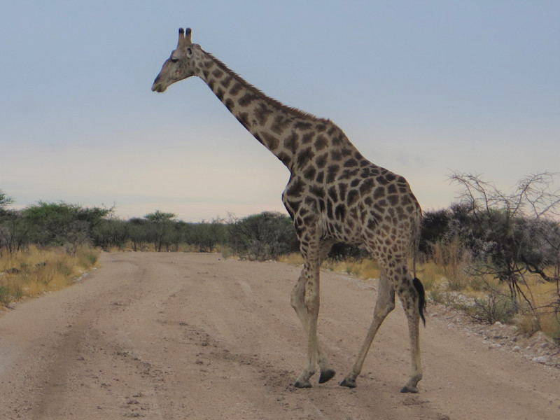 Giraffes are numerous