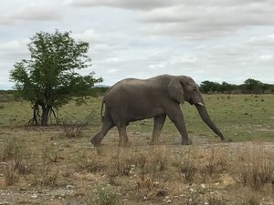 elephant in a hurry