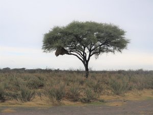 bird colony in an acacia tree 